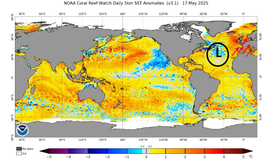 Anomalie sst del 17 maggio 2025