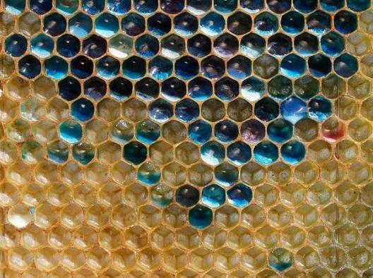 Un favo di api con miele blu