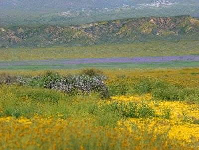 Death Valley. Splendido manto fiorito marzolino