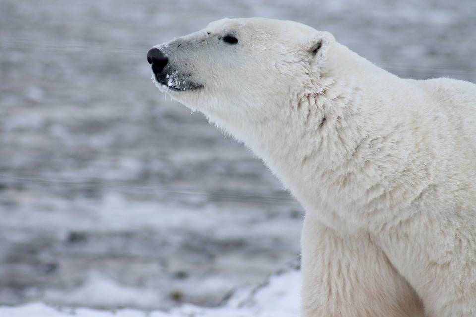 Orso polare