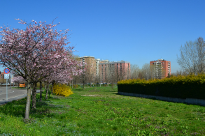 Primi fiori il 3 Marzo