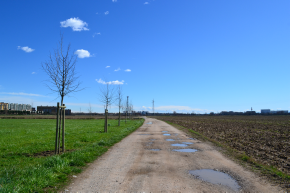 Primi fiori e prime foglie sugli alberi in data 24 marzo