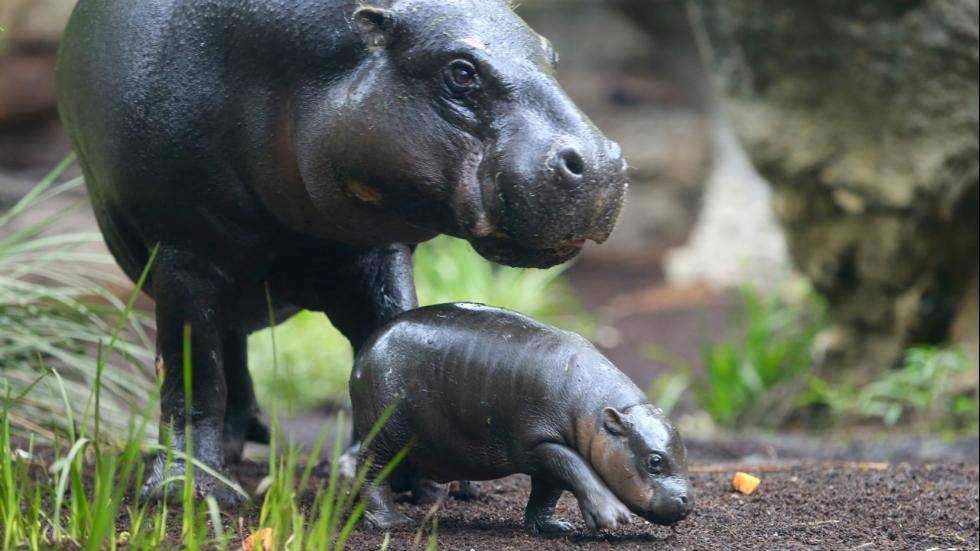 Il piccolo ippopotamo pigmeo Obi