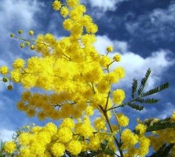 La classica mimosa di Marzo