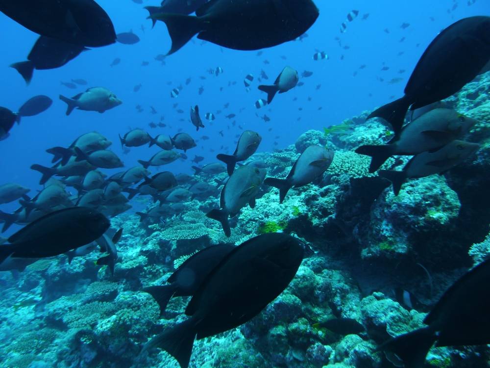 Pesci nel Mar Mediterraneo